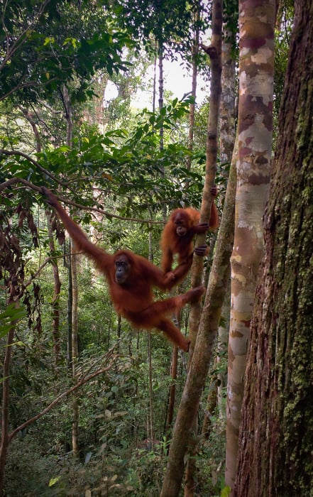 Viaje Sudeste Asiático. Madre y bebe orangután en la selva de Bukit Lawang - Sumatra