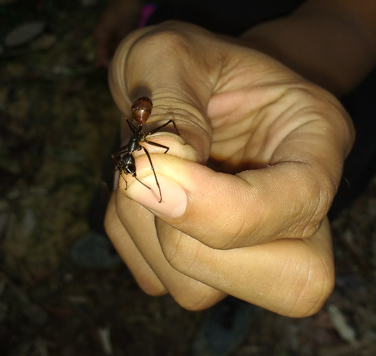 Hormigas gigantes en la selva de Bukit Lawang en Sumatra trekking de dos dias