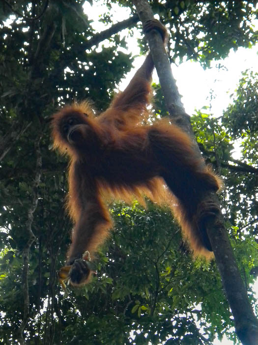 Orangután en arbol en la selva de Bukit Lawang en Sumatra trekking de dos dias