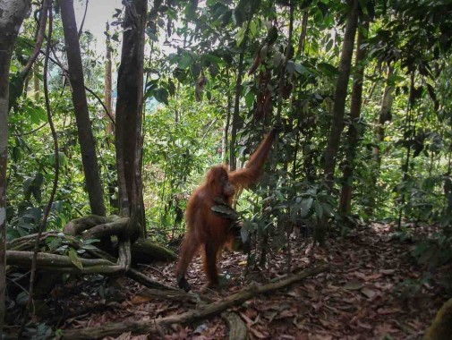 Orangutans in Sumatra - 2 Days Trekking in Bukit Lawang