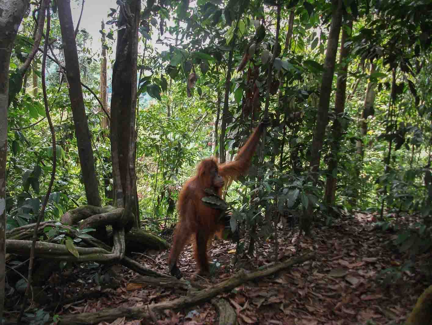 Orangután caminando en la selva de Bukit Lawang en Sumatra
