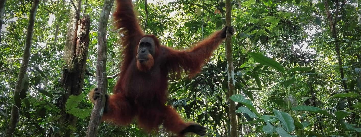 [:es]Orangután macho en libertad en la selva de Bukit Lawang[:en]Male Orangutan released in the jungle of Bukit Lawang[:]