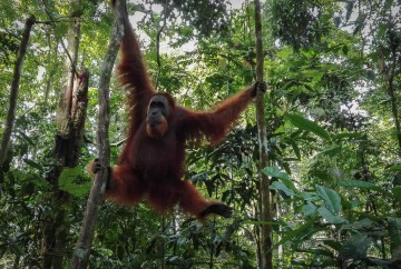 [:es]Orangután macho en libertad en la selva de Bukit Lawang[:en]Male Orangutan released in the jungle of Bukit Lawang[:]