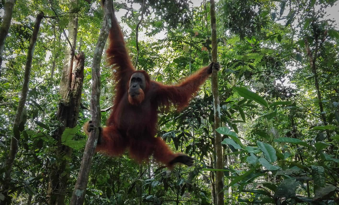 Orangután macho en libertad en la selva de Bukit Lawang. No te lo puedes perder si vas al Sudeste Asiático.