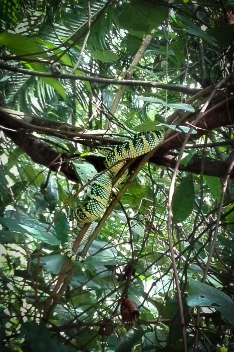 Viper Wrangler in the jungle of Bukit Lawang. Deadly Snake. Sumatra