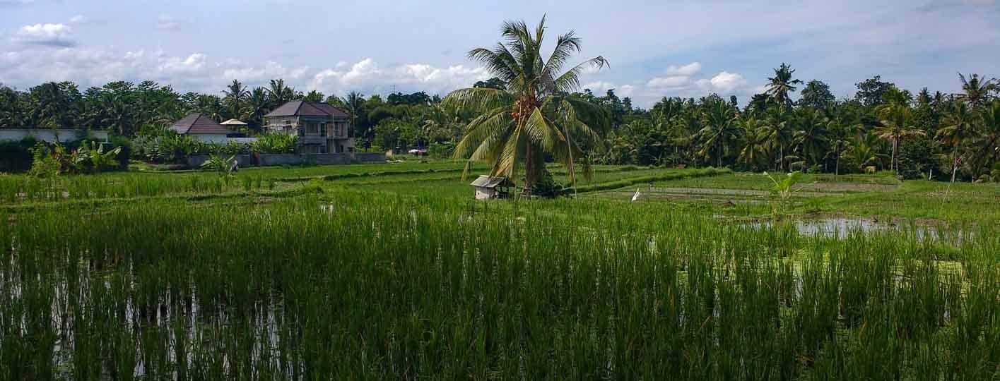 que ver en bali ubud campos de arroz tegalalang