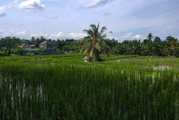que ver en bali ubud campos de arroz tegalalang