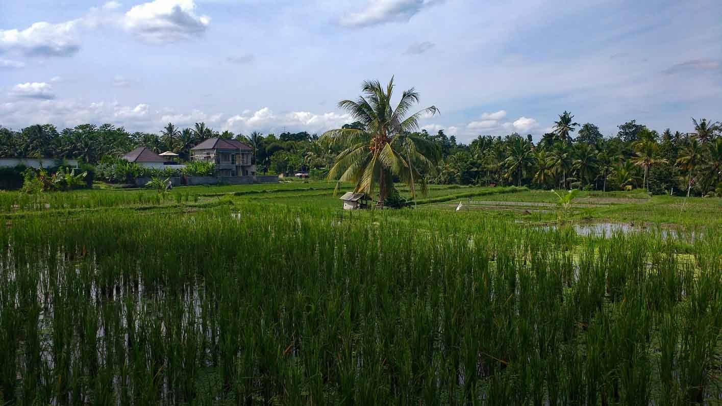 que campos de arroz visitar desde Ubud bali indonesia