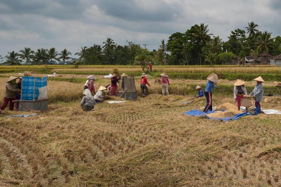 Señora limpiando arroz en los arrozales al oeste de Ubud