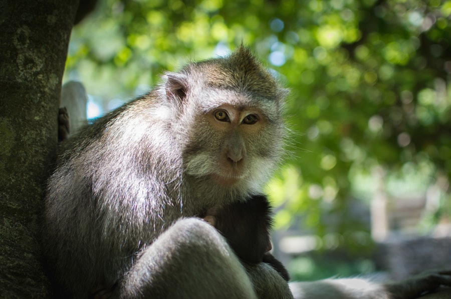 Monkeys in Monkey Forest in the sacred forest of the monkeys of Ubud