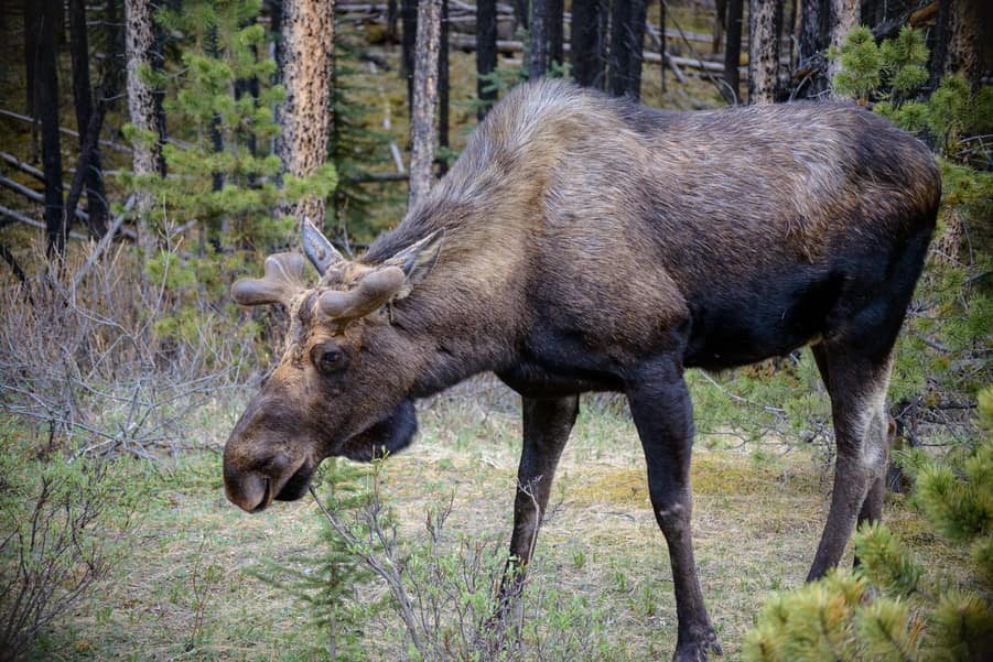 alce maligne road parque nacional de jasper fauna y vida silvestre