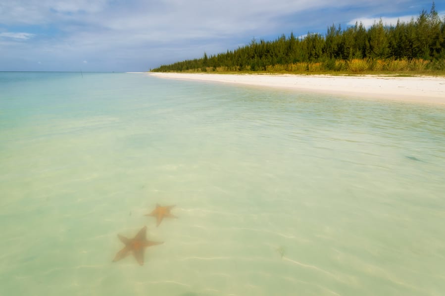 Estrellas de Mar en Cayo Jutías Cuba Itinerario de viaje para mochileros norte de cuba en 15 dias