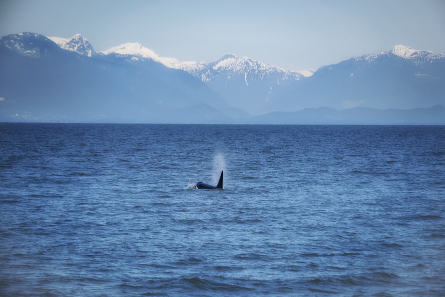 orca Vancouver ballena asesina en libertad todo lo que debes saber para viajar a las montañas rocosas de Canada. montañas rocosas turismo