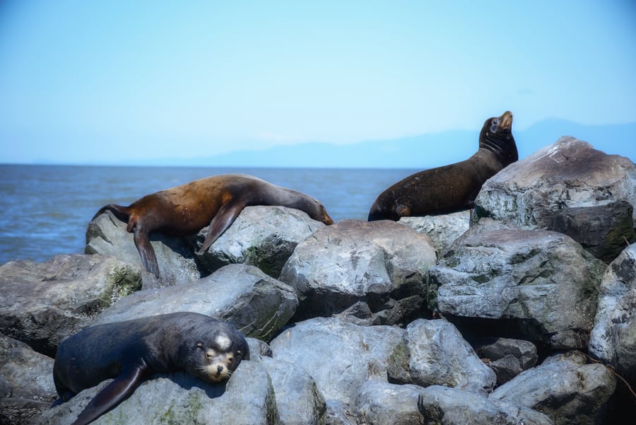 Sea lions in Vancouver