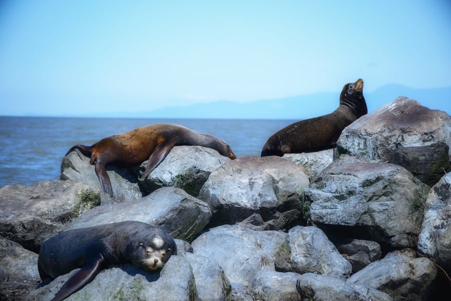 fauna en las montañas rocosas de canada leon marino de california