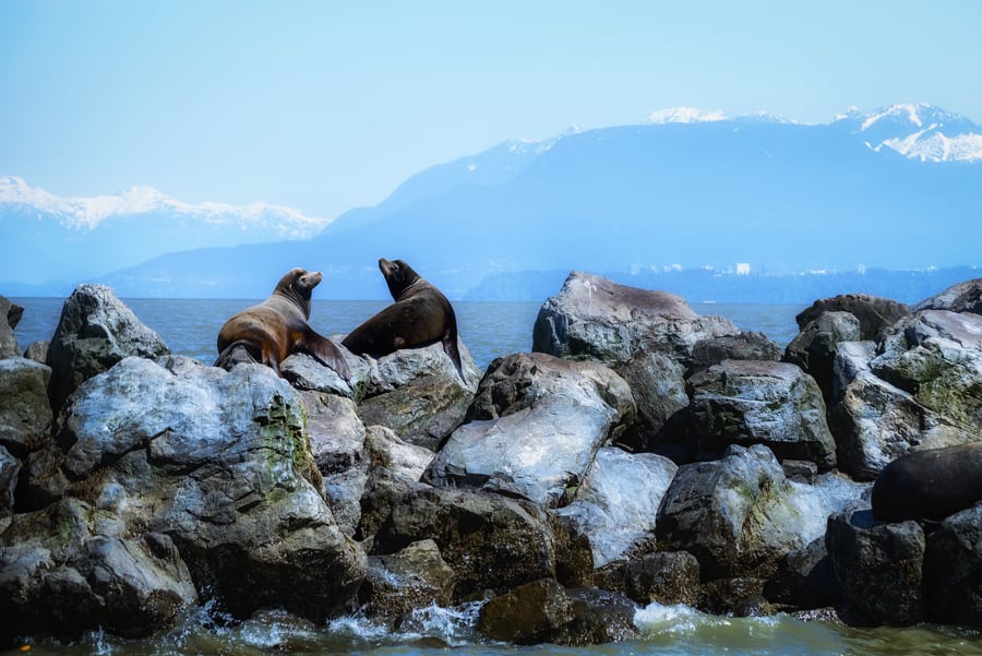 California sea lions, best orca watching vancouver island