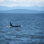 killer whale tour vancouver island