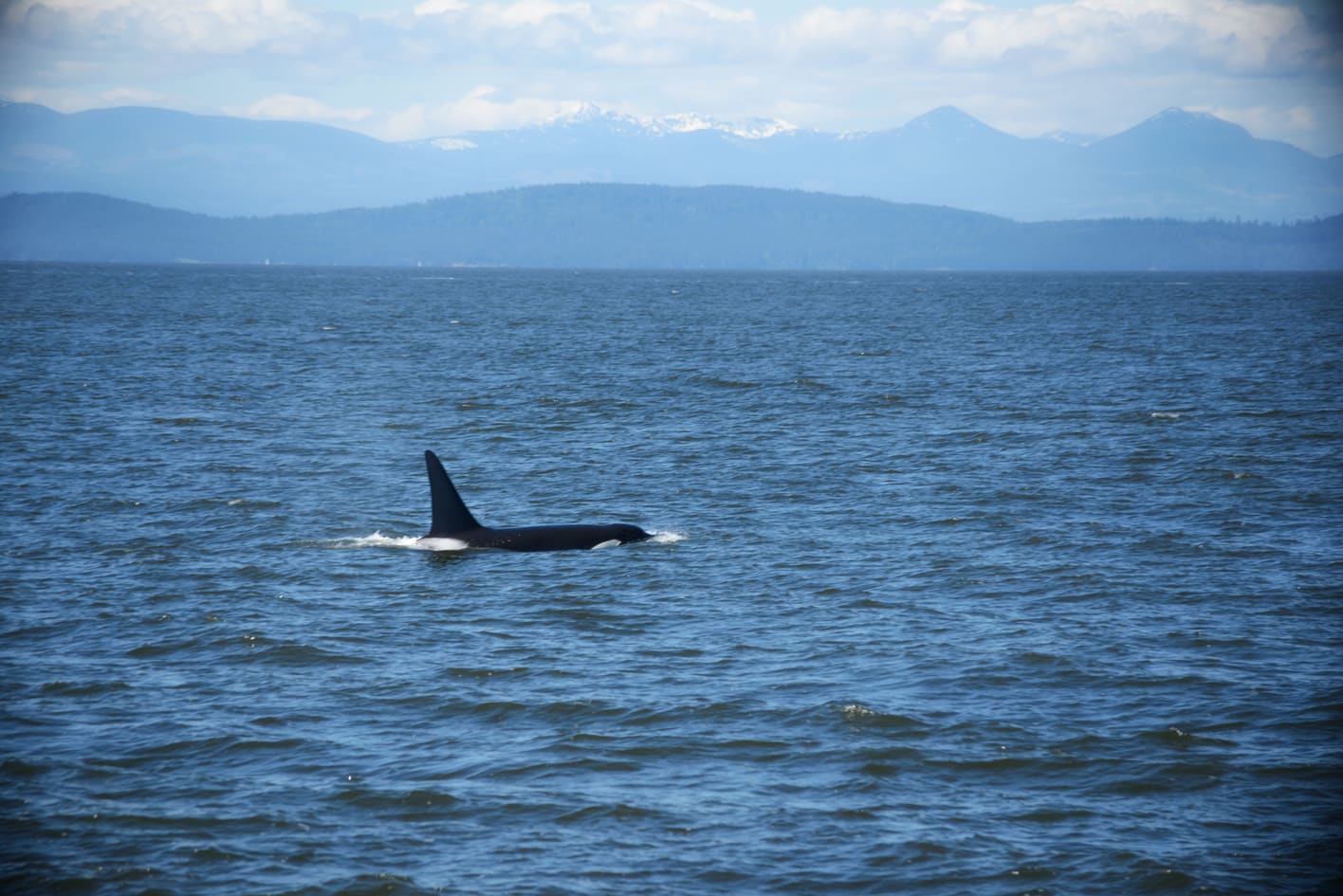 Whale Watching from Vancouver, orcas in Canada