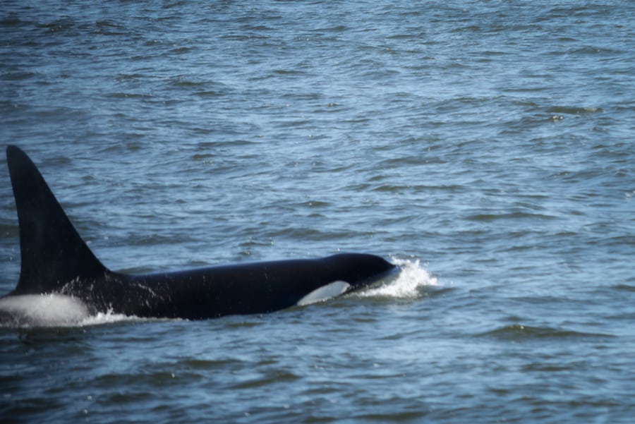 Avistamiento de orcas en Vancouver