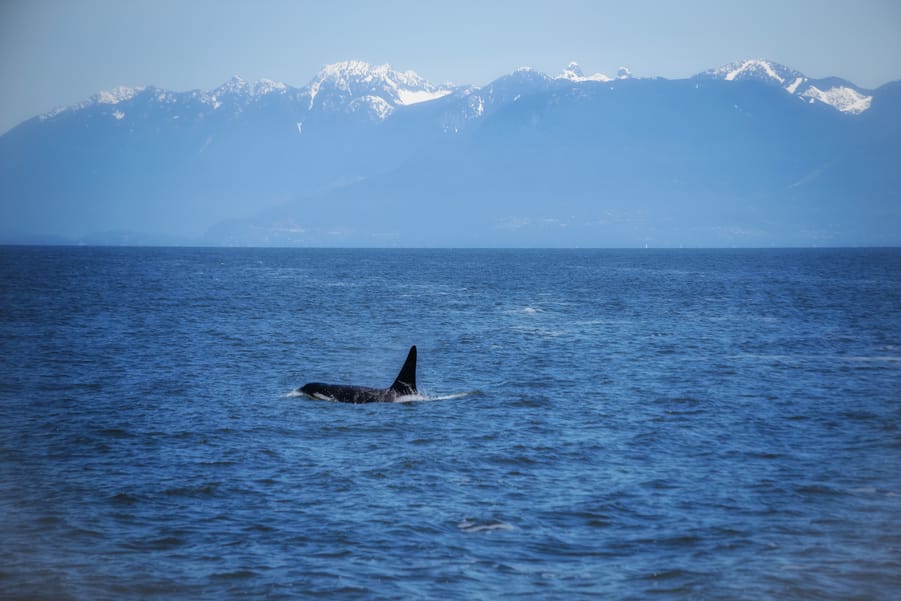 Killer whale in Vancouver, best time to go whale watching in vancouver