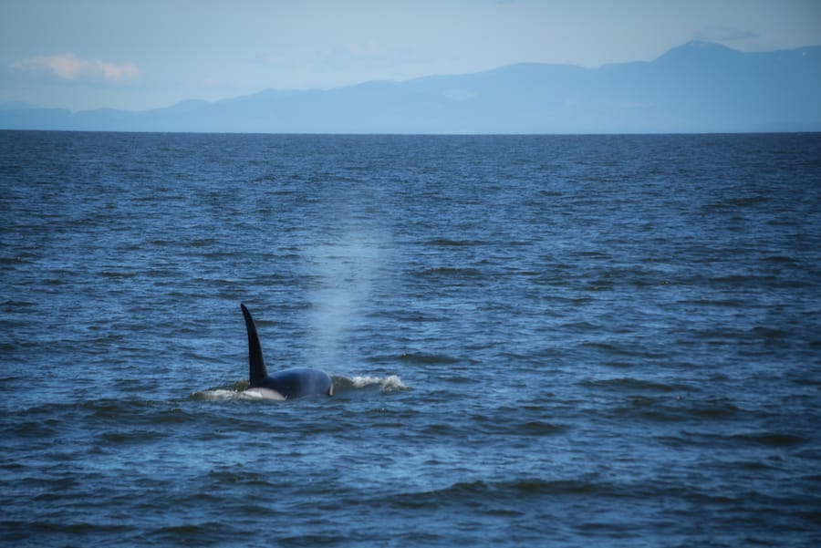 avistamiento de ballenas en Vancouver