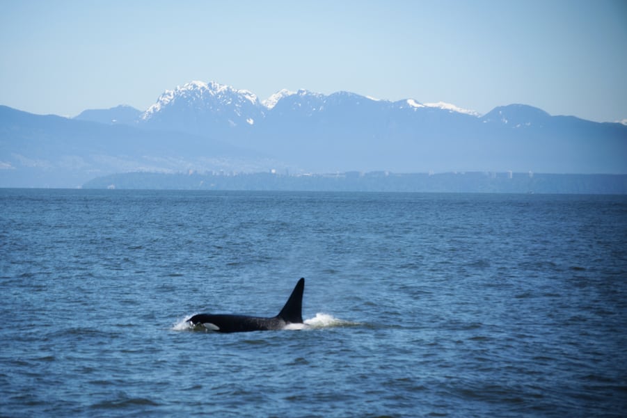 Killer whale, best whale watching tour vancouver