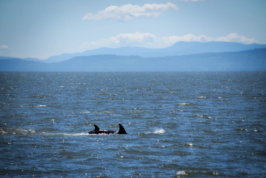 Whale fins in the ocean, best time to see orcas vancouver