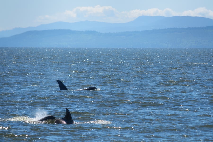 Pair of killer whales, whale watching in vancouver canada
