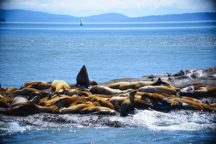 Leones marinos de Steller, otra especie marina que puedes avistar en un tour para ver ballenas en Vancover