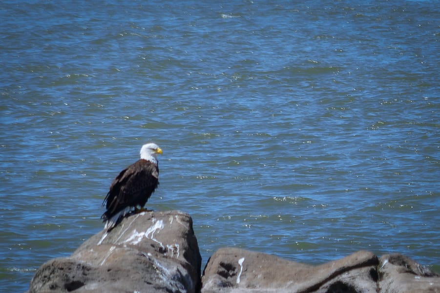 bald eagle best place to see them Vancouver canada