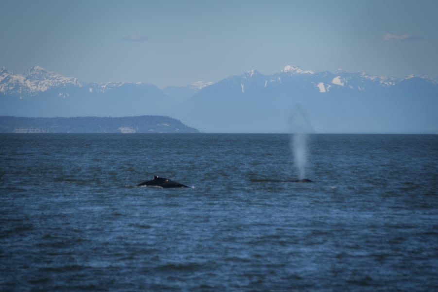 Whale watching in Vancouver