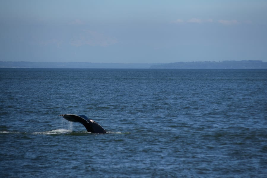 Whale tail in the ocean, whale watching tour vancouver bc