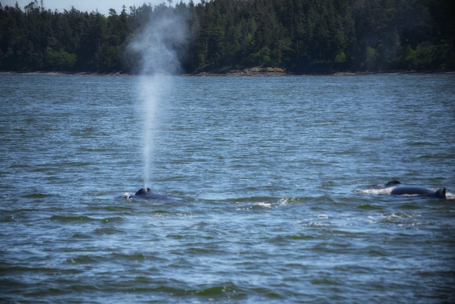 Best time to see humpback whales in Vancouver