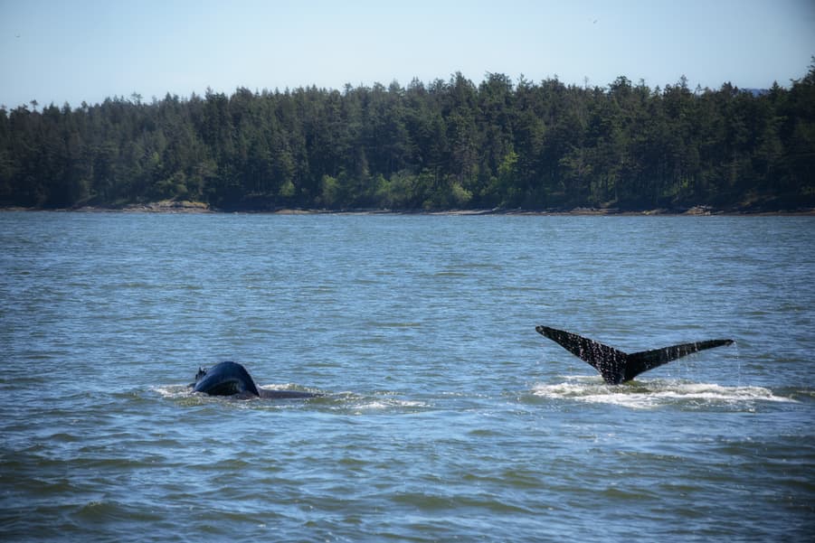 Tipos de ballenas en Vancouver, Canadá