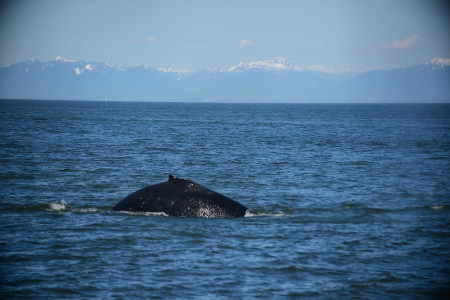 Whales in the ocean, best whale watching vancouver bc