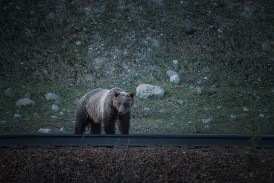 grizzly bear in yoho national park