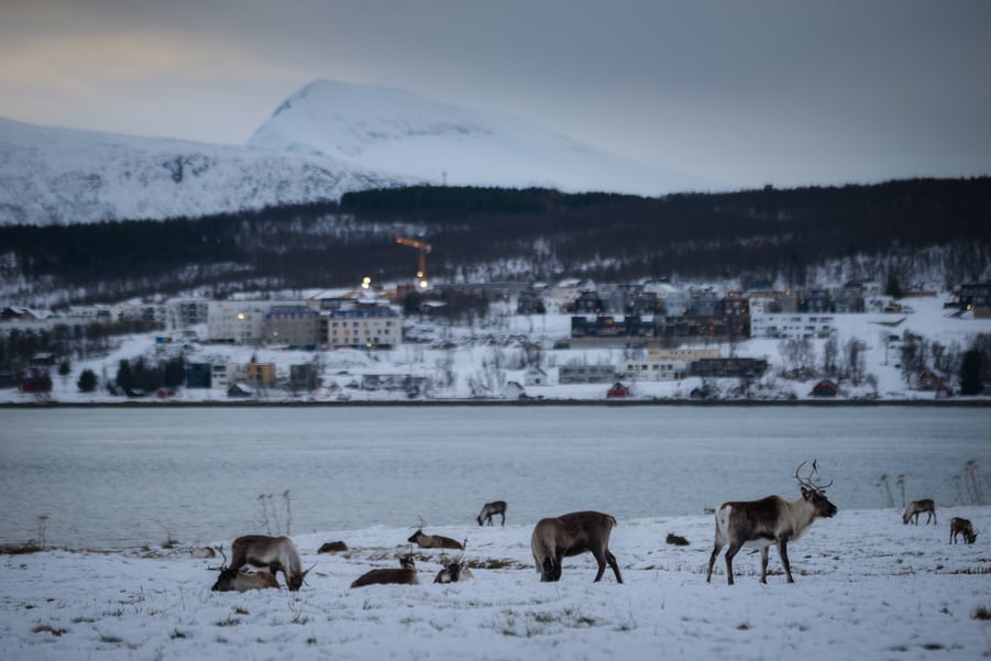 Viaje a Tromso Que ver renos Noruega ártico