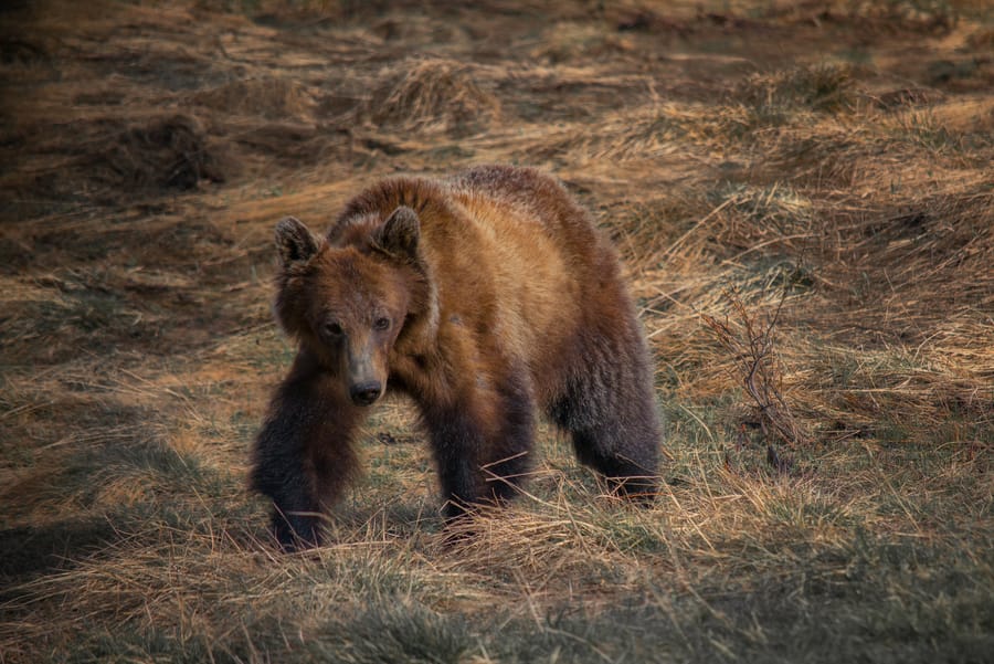  grizzly bear banff national park Canada wildlife