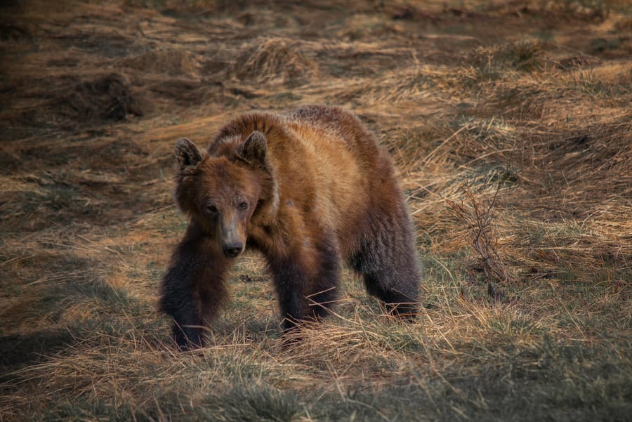 black bear attack in US and Canada