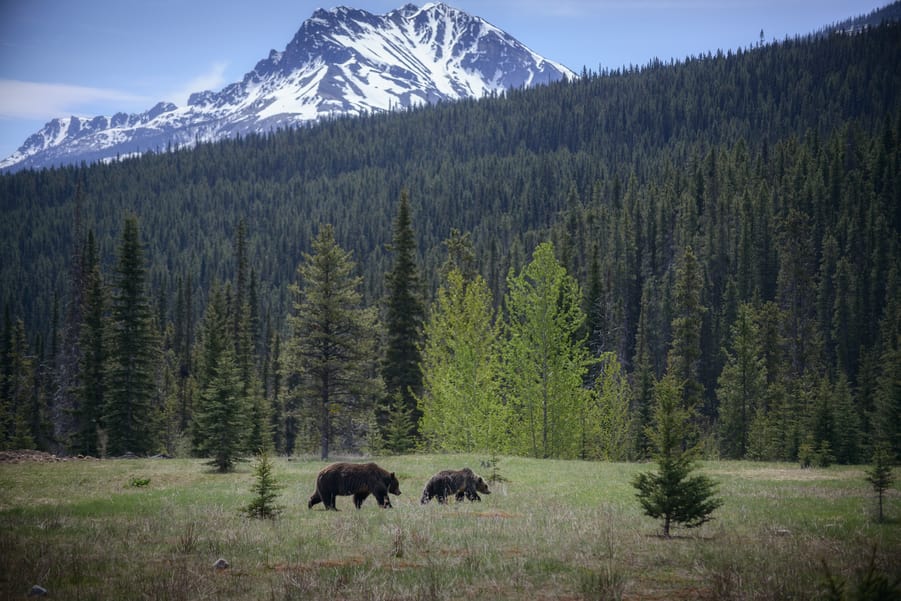 como ver osos en las montañas rocosas de canada grizzly