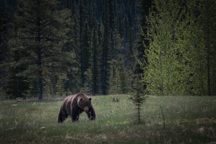animales en la costa oeste. oso grizzly the boss el oso mas temido de banff national park lake louise