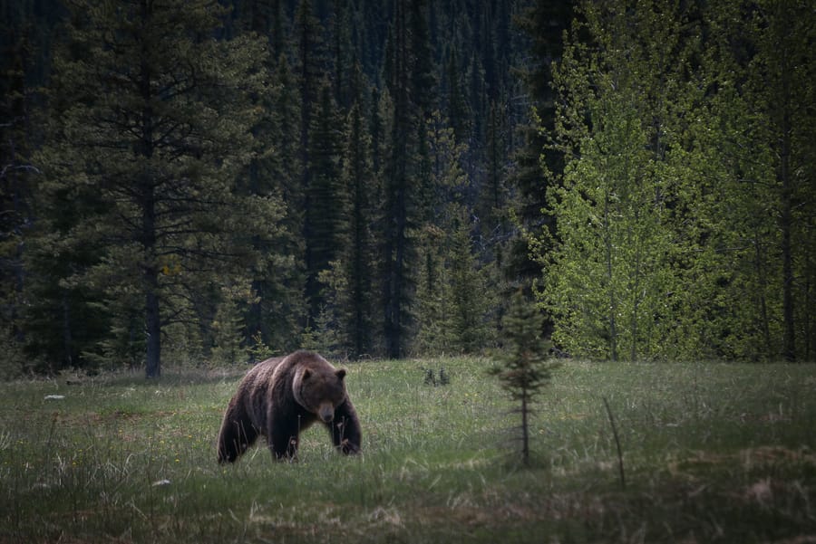 oso grizzly the boss banff national park canada