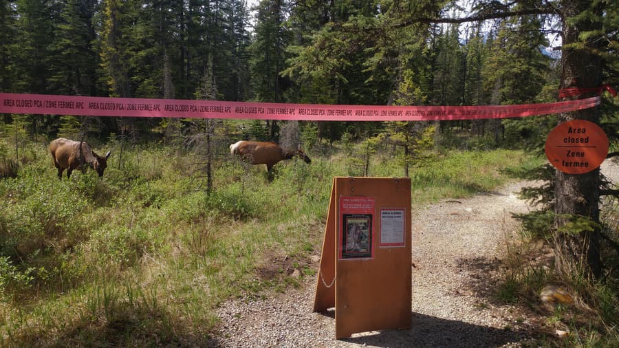 elk calving season wildlife Canada jasper national park