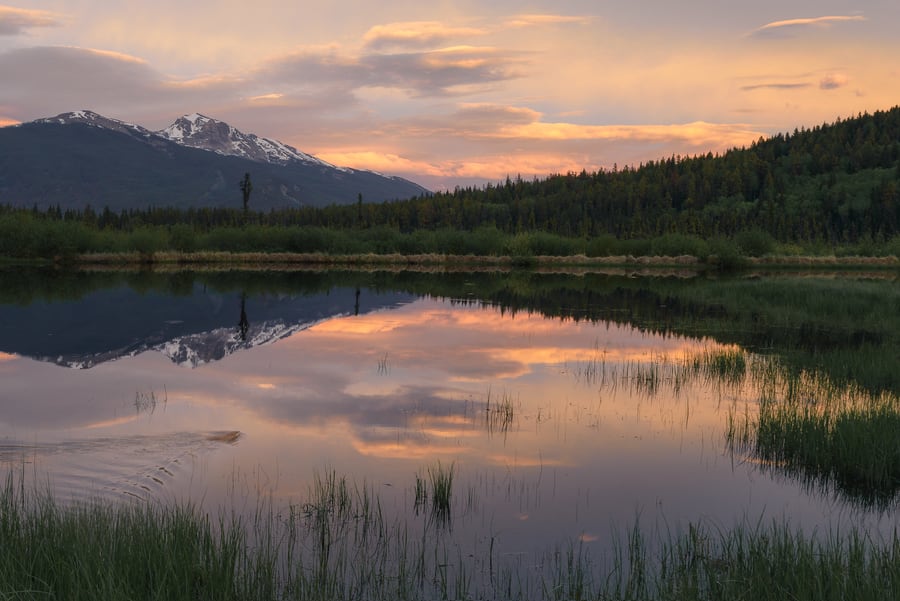 castor cottonwood slough en jasper town que hacer en el parque nacional de jasper avistamiento de fauna