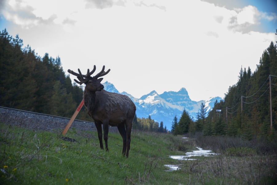 ciervo en las montañas rocosas de canada elk cuervos banff national park