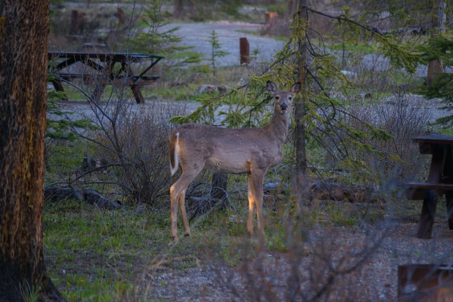 ciervo de cola blanca animales montañas rocosas de canada