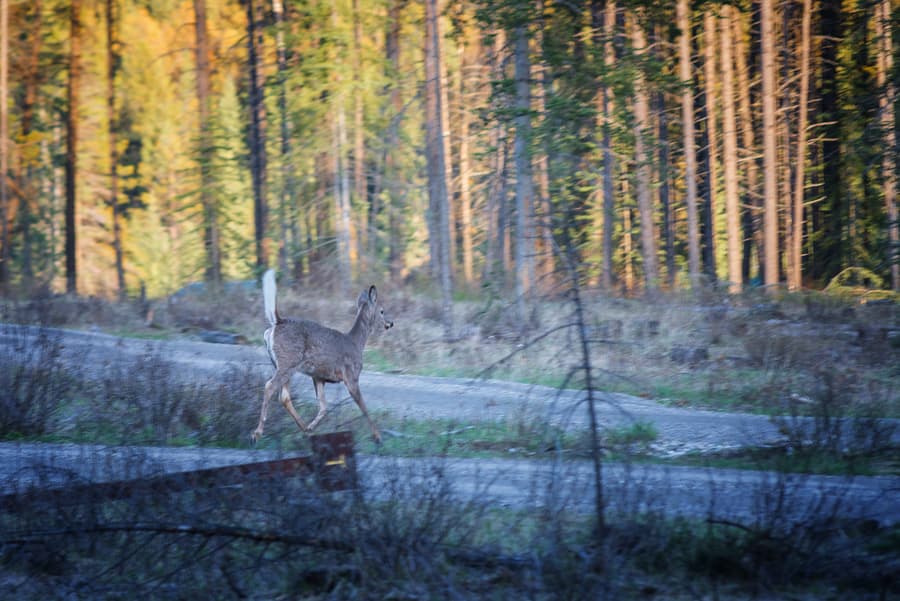 white tailed deer best place to see in the Canadian rockies