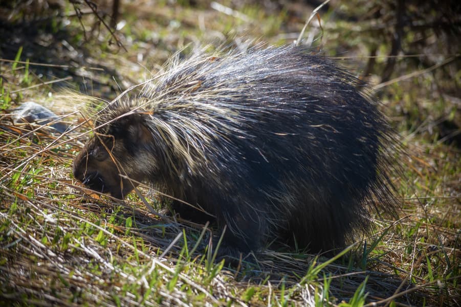 porcupine lake louise where to find animals