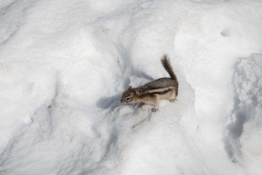 ardilla least chipmunk sobre la nieve animales montañas rocosas de canada