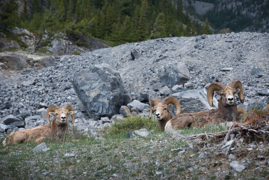 bighorn sheep in Canadian rockies